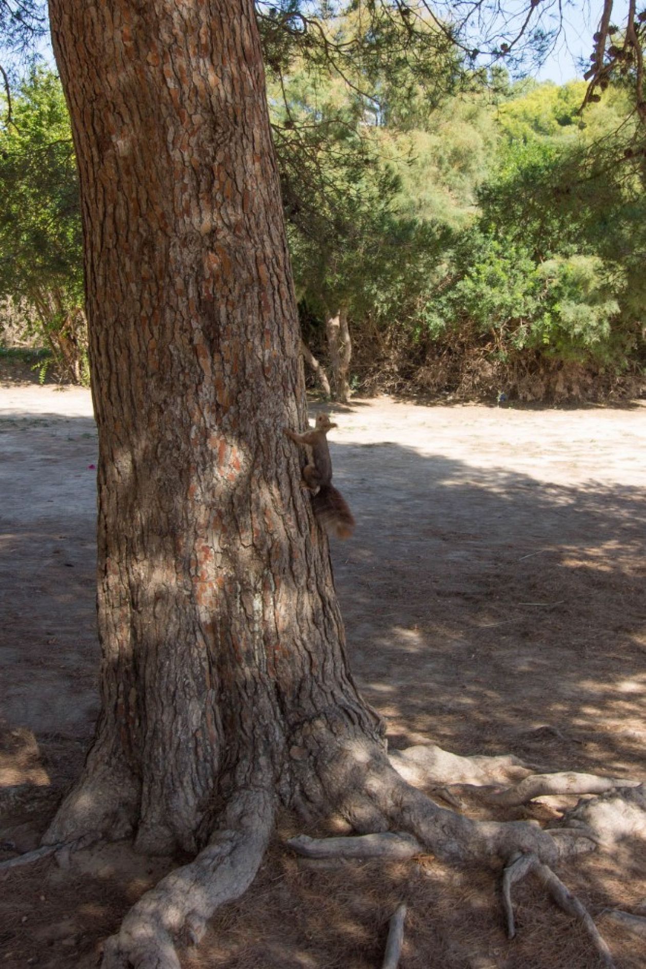 Clot de Galvany Municipal Natural Park