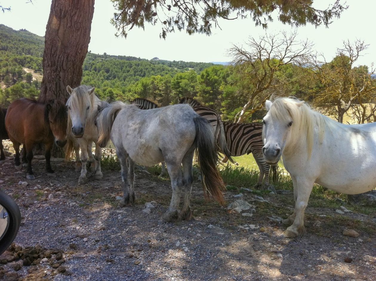 Safari Aitana - Penàguila