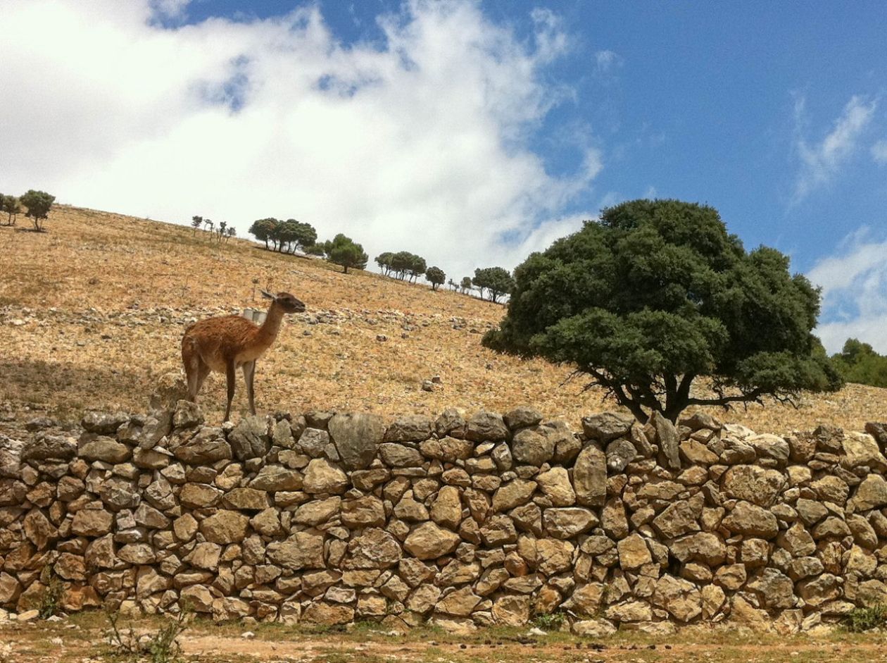 Safari Aitana - Penàguila