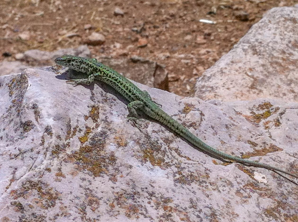 Safari Aitana - Penàguila