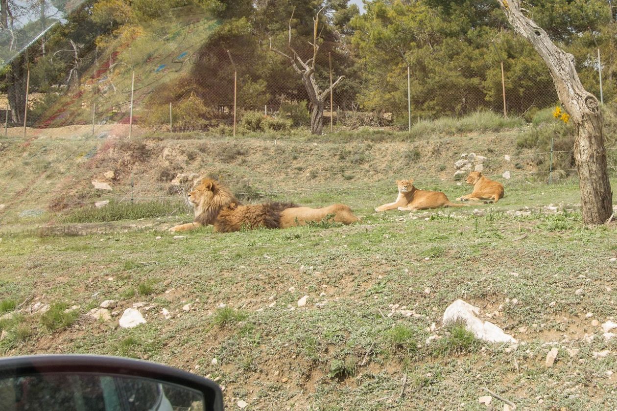 Safari Aitana - Penàguila