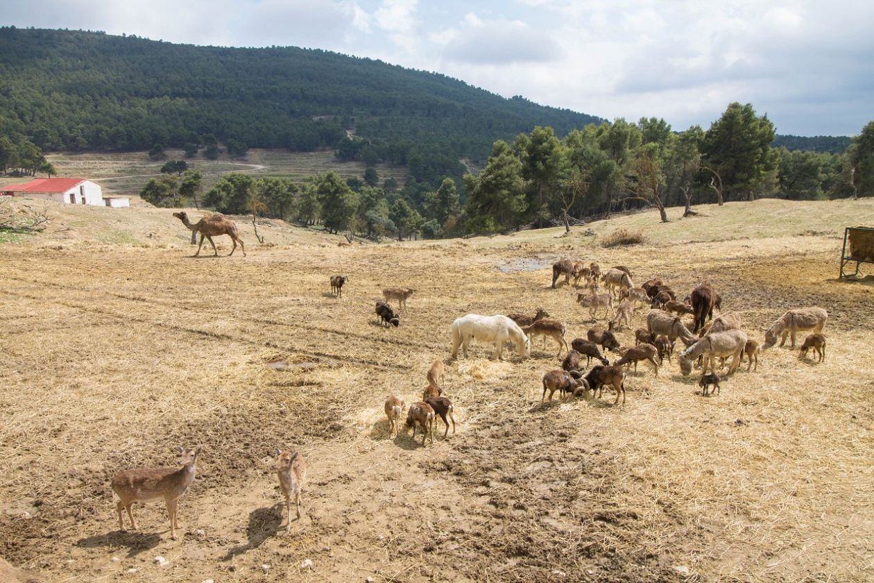 Safari Aitana - Penàguila