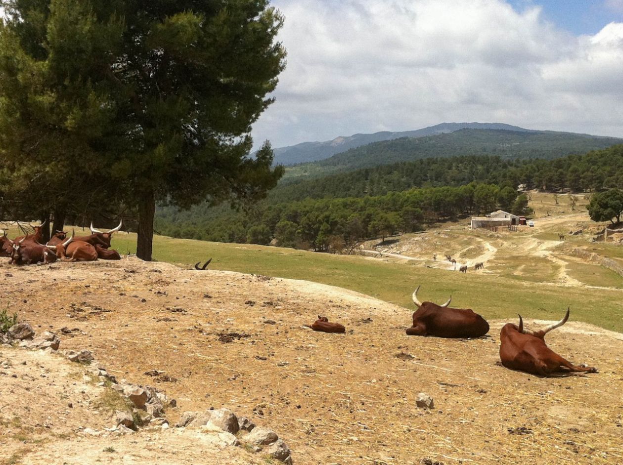 Safari Aitana - Penàguila