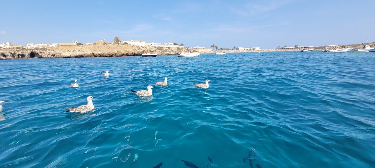 Tabarca Island