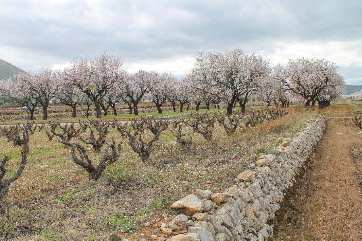 Jalón Valley