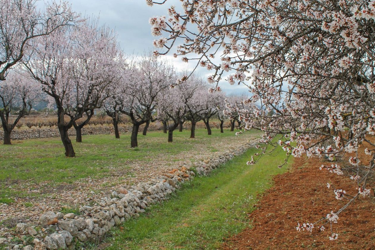 Jalón Valley