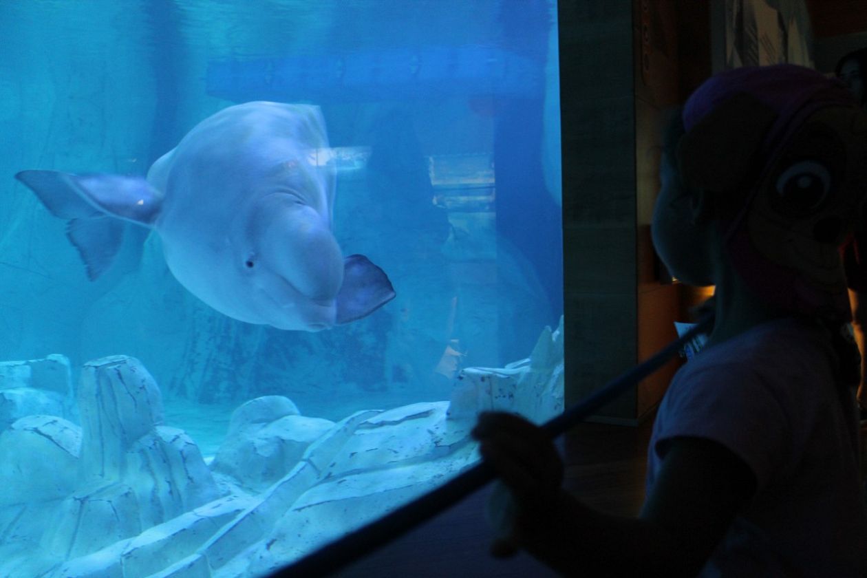 Oceanografic Aquarium - Valencia