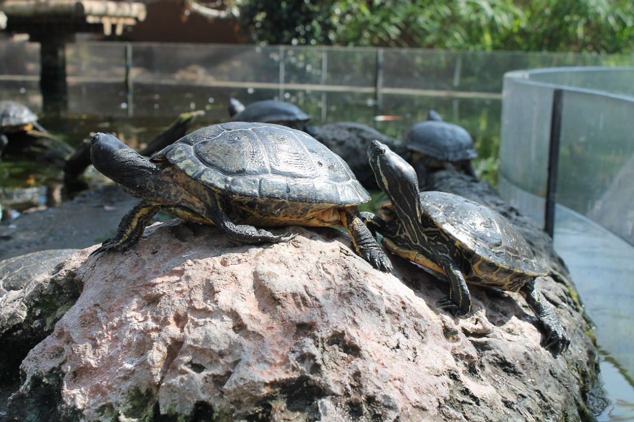 Oceanografic Aquarium - Valencia