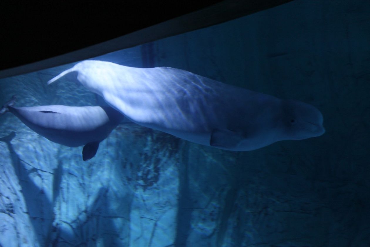 Oceanografic Aquarium - Valencia