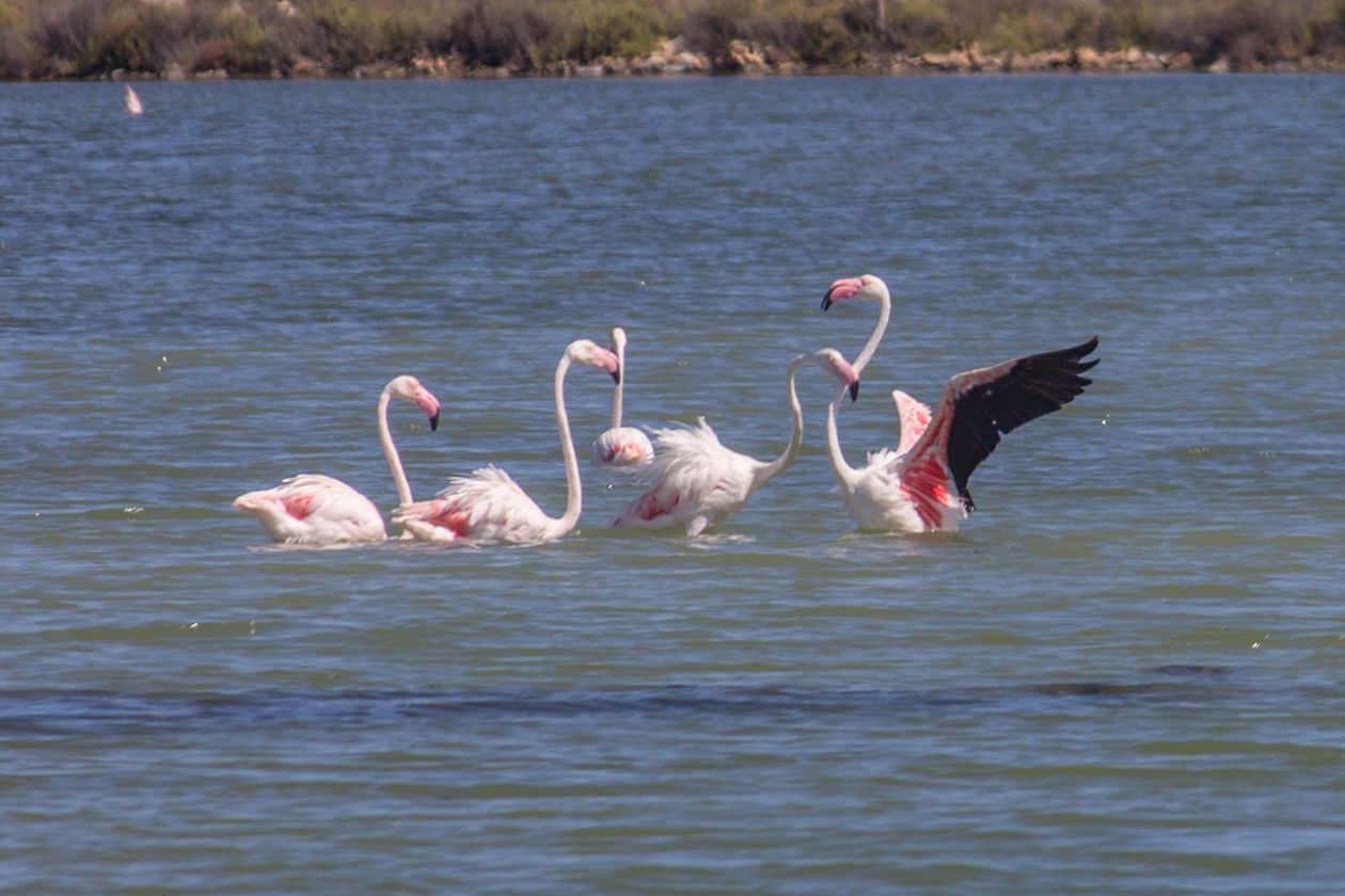 Salinas (Santa Pola)