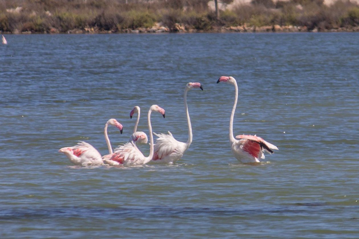 Salinas (Santa Pola)