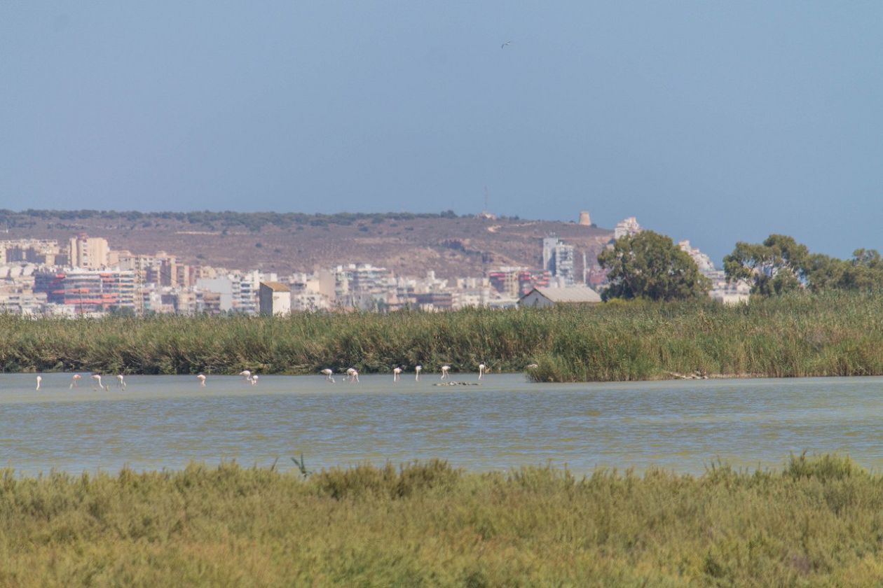 Salinas (Santa Pola)