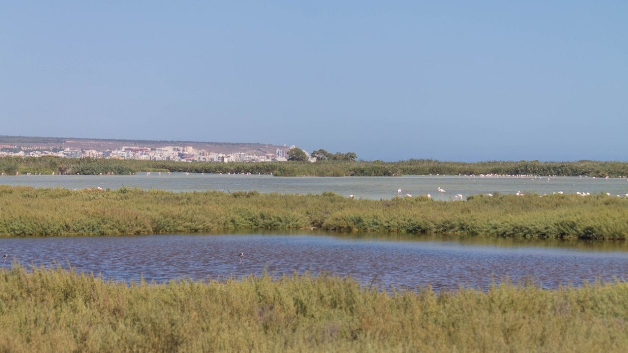 Salinas (Santa Pola)