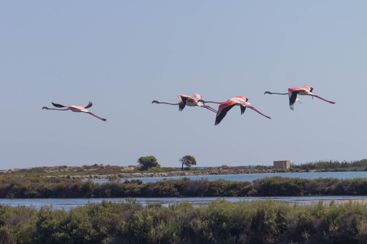 Salinas (Santa Pola)