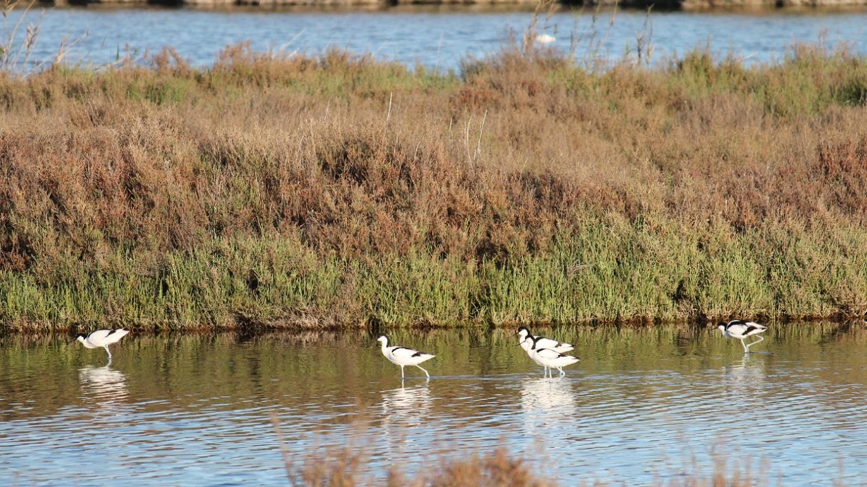 Salinas (Santa Pola)