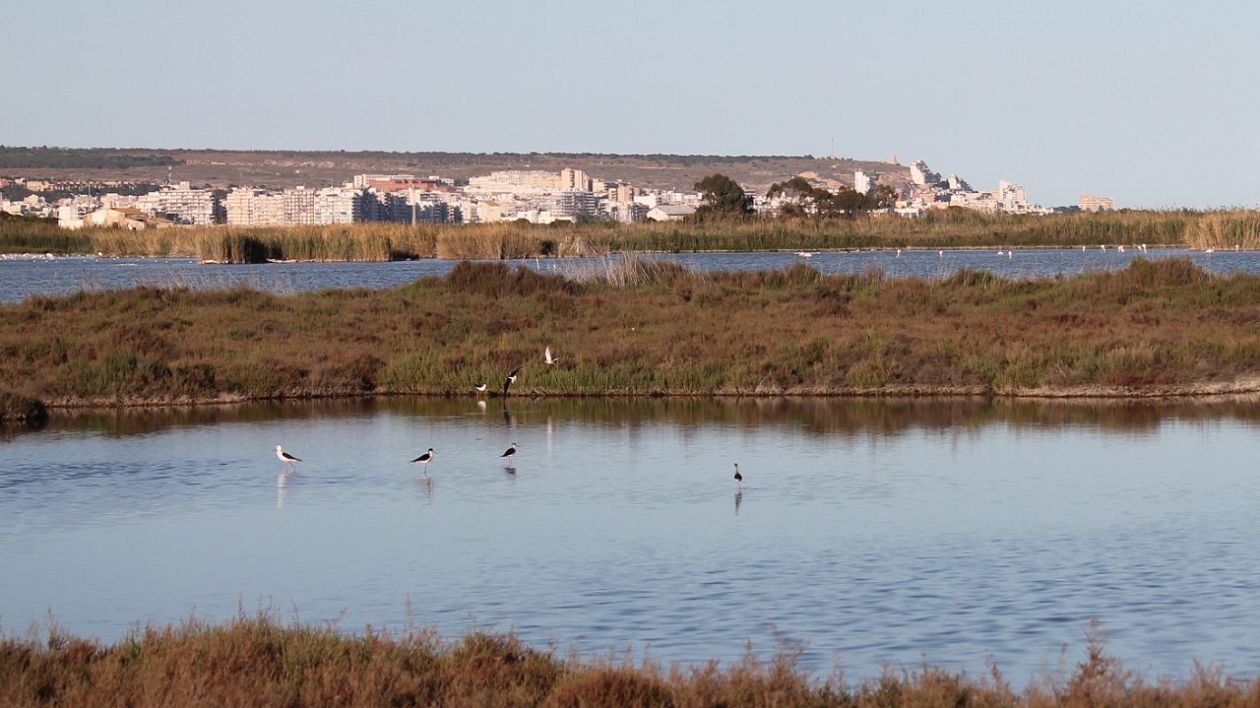 Salinas (Santa Pola)