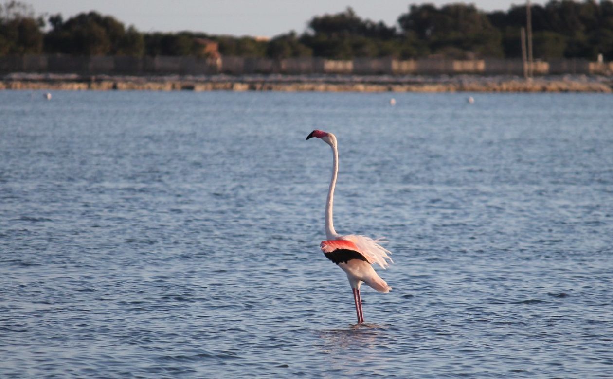 Salinas (Santa Pola)